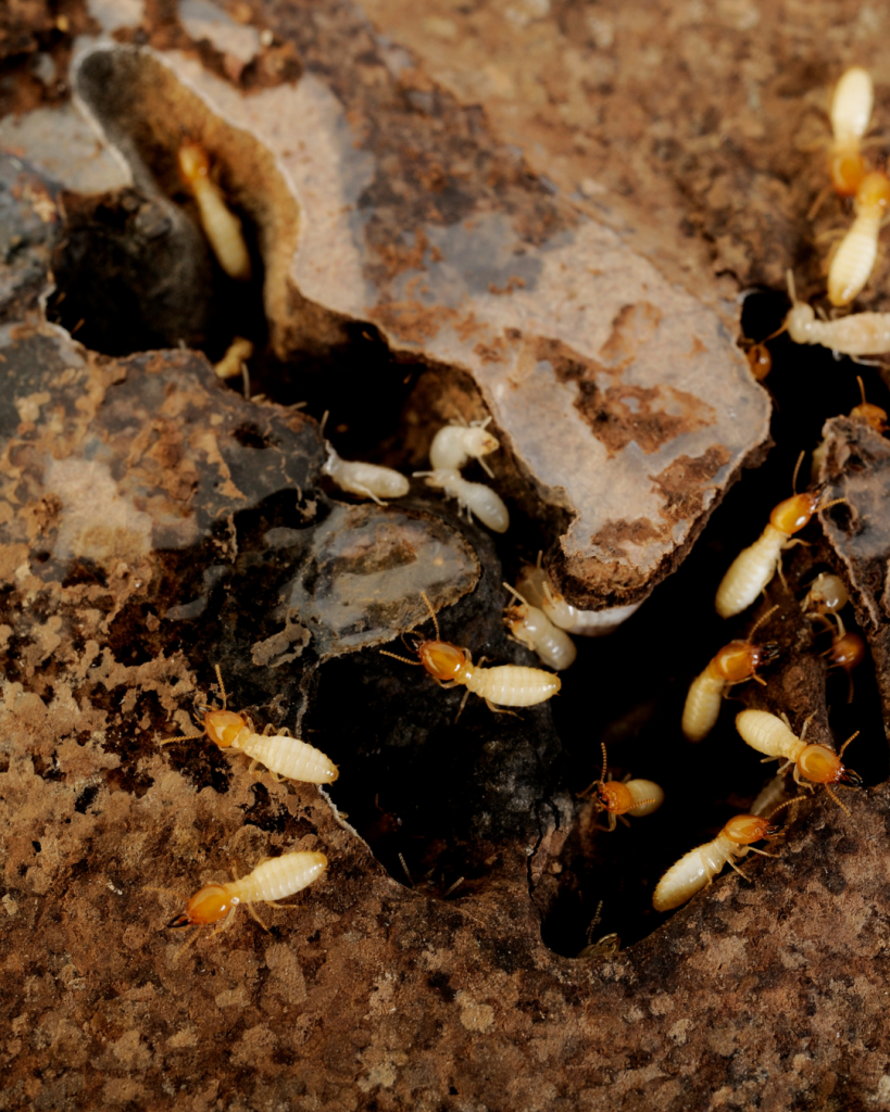 How To Keep Termites Away From Your Home?